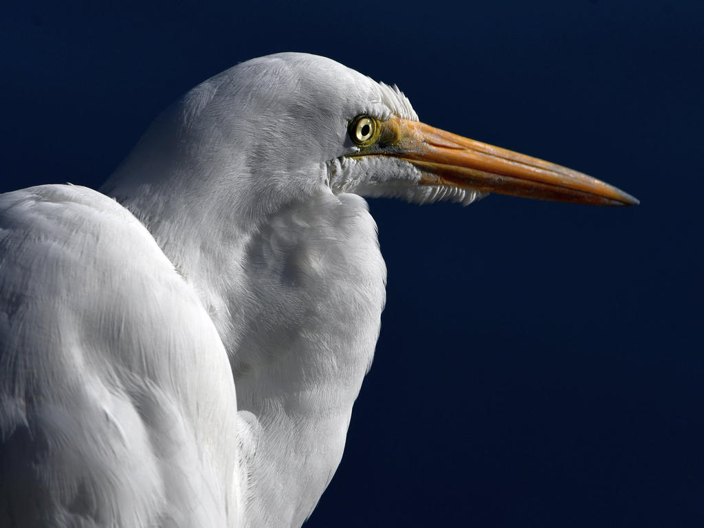 Egret.jpg