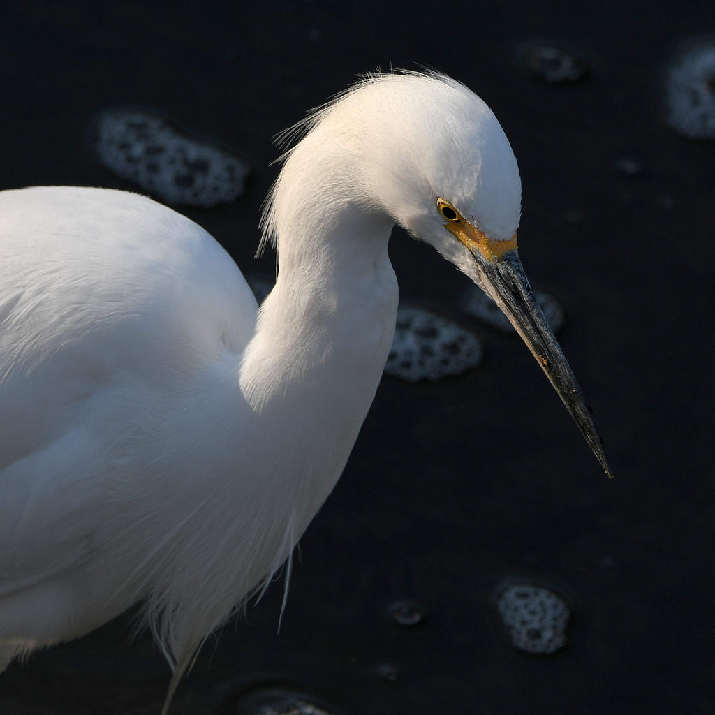Egret.jpg