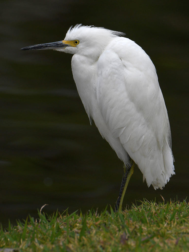 Egret.jpg