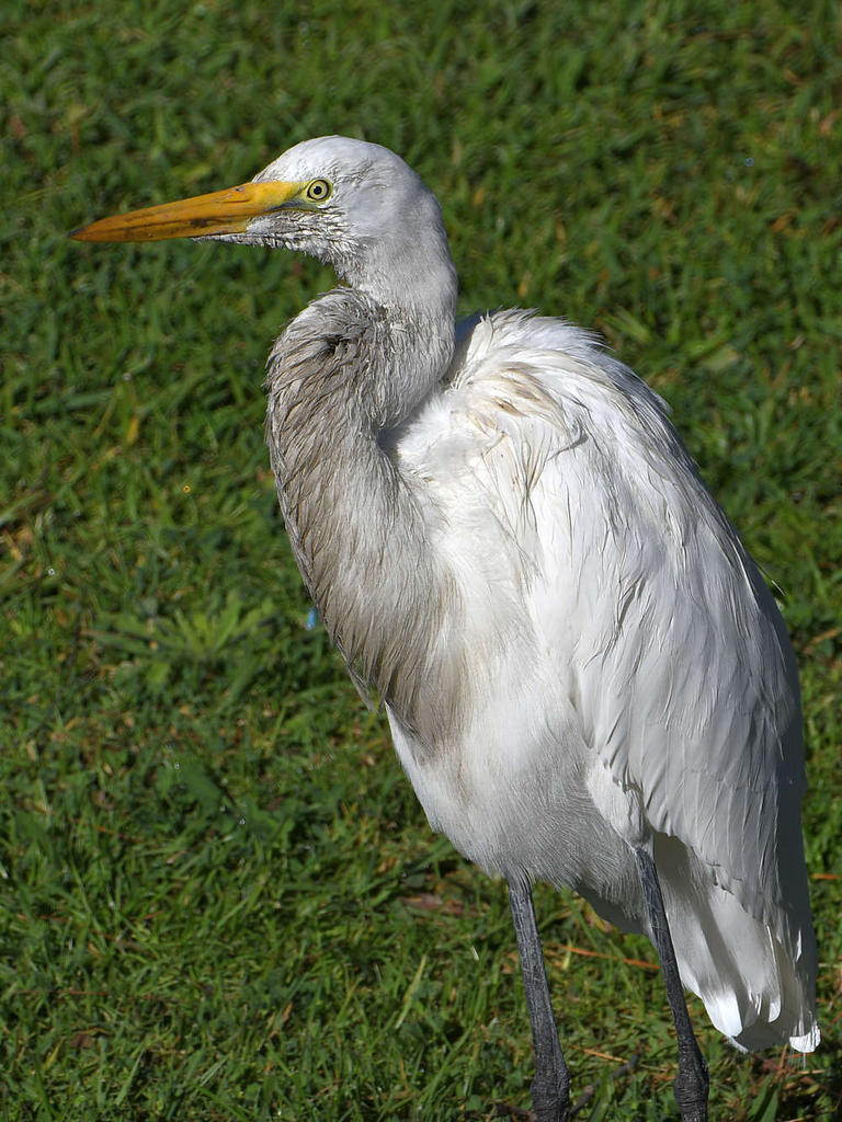 Egret.jpg