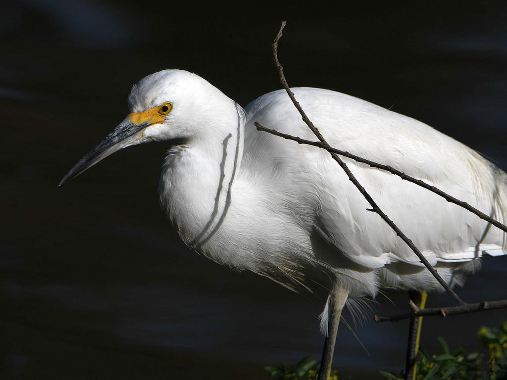 Egret.jpg