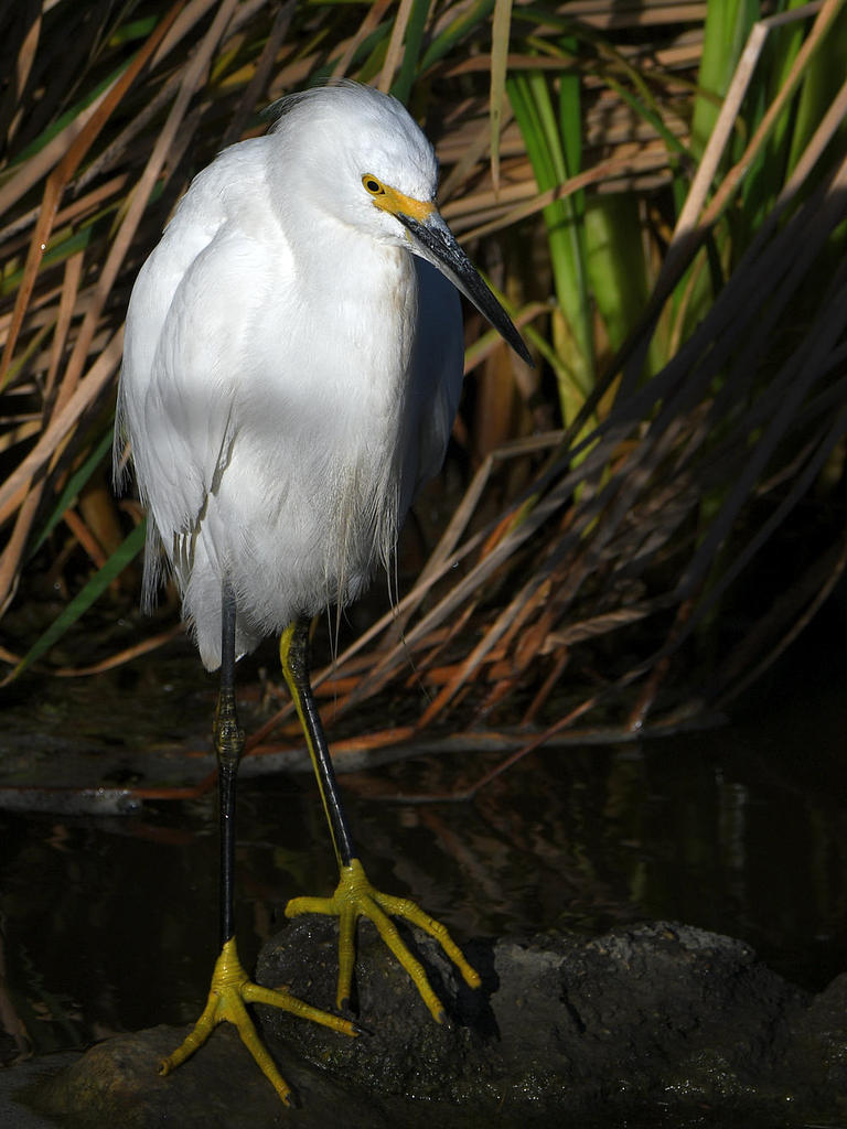 Egret.jpg