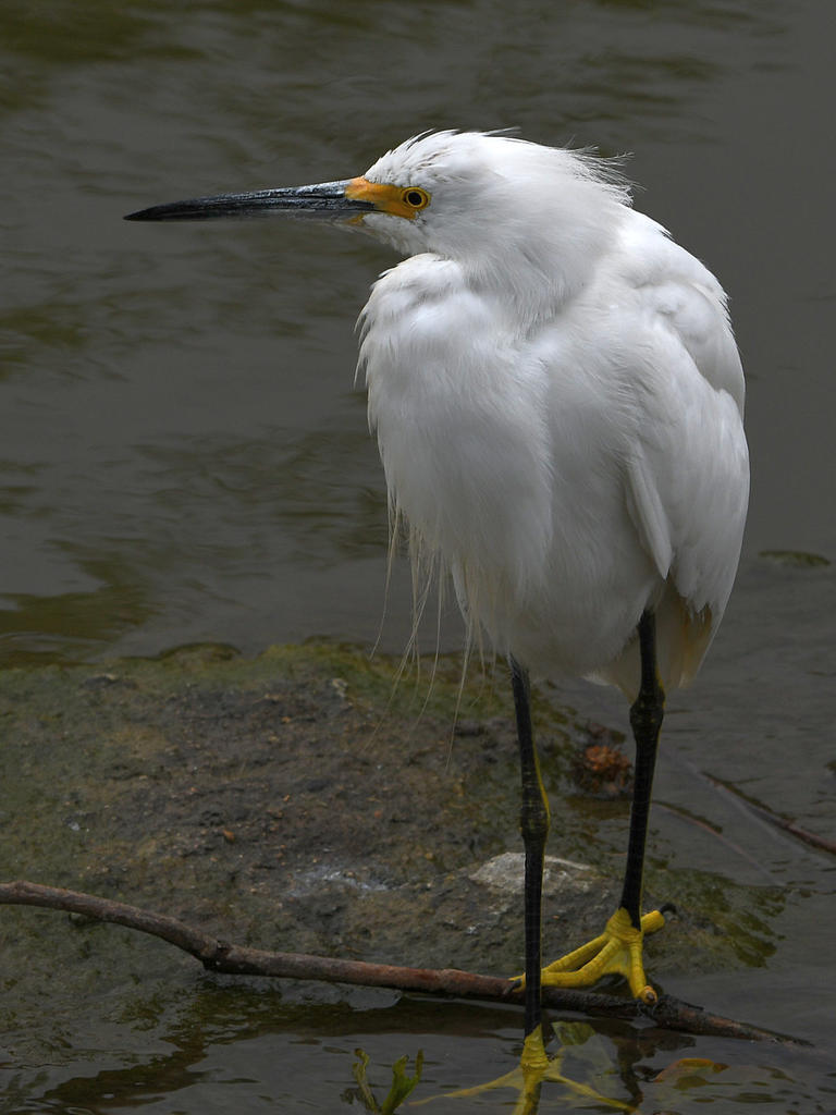 Egret.jpg