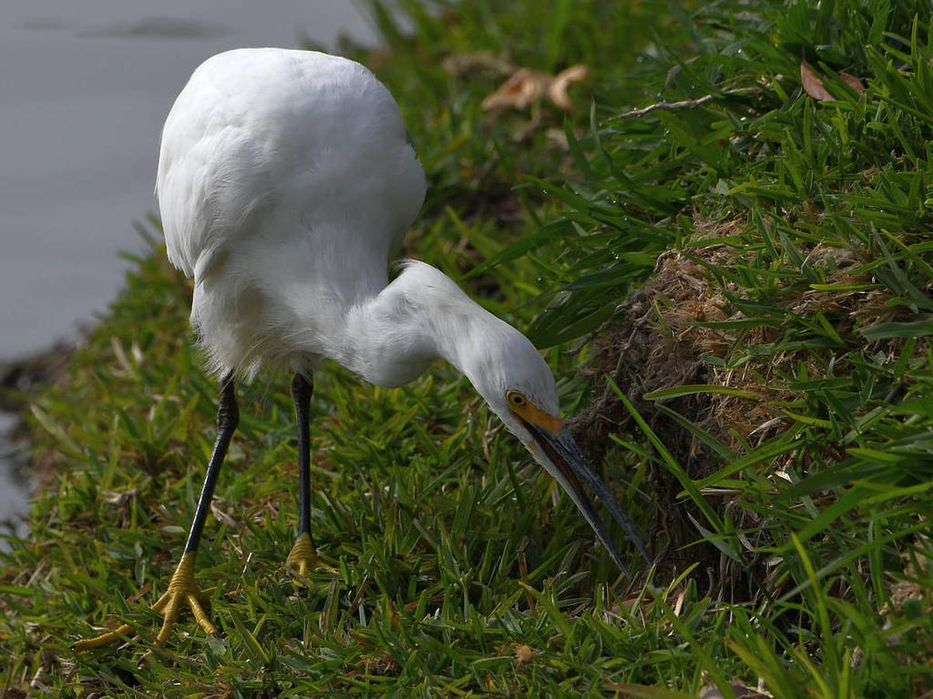 Egret.jpg