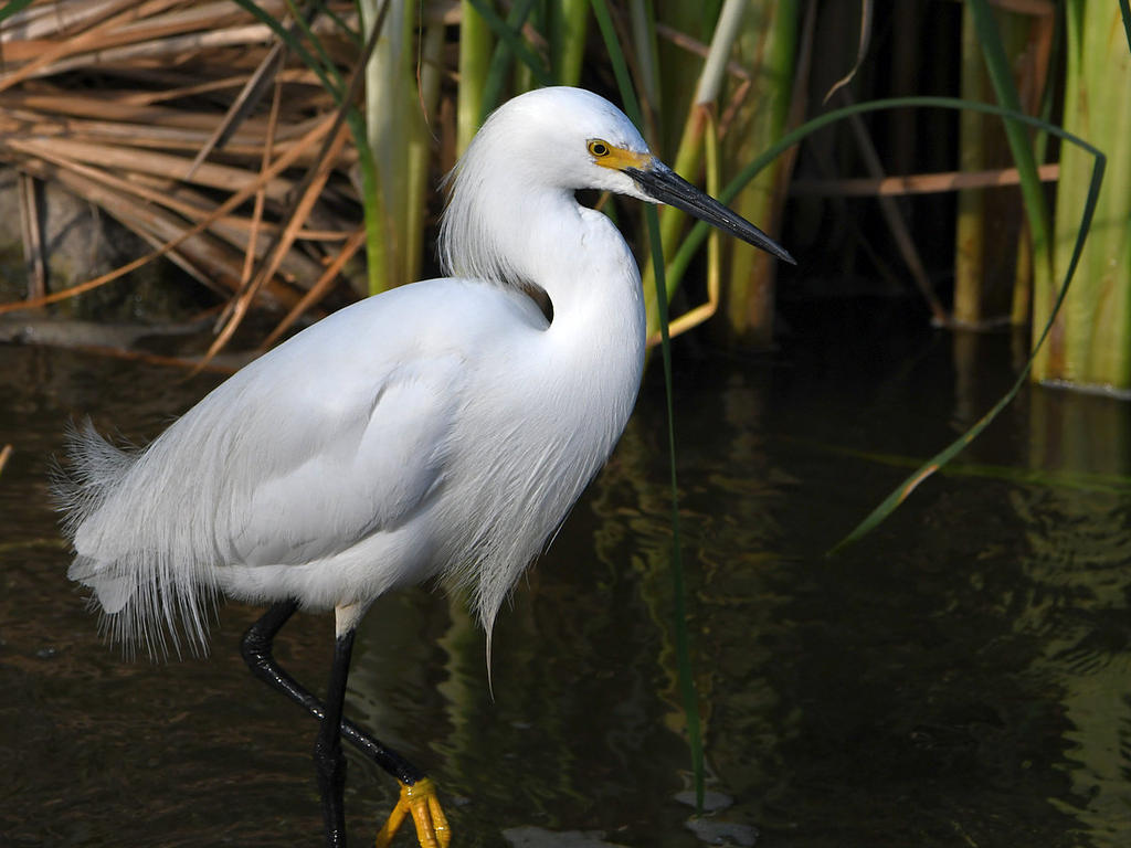 Egret.jpg