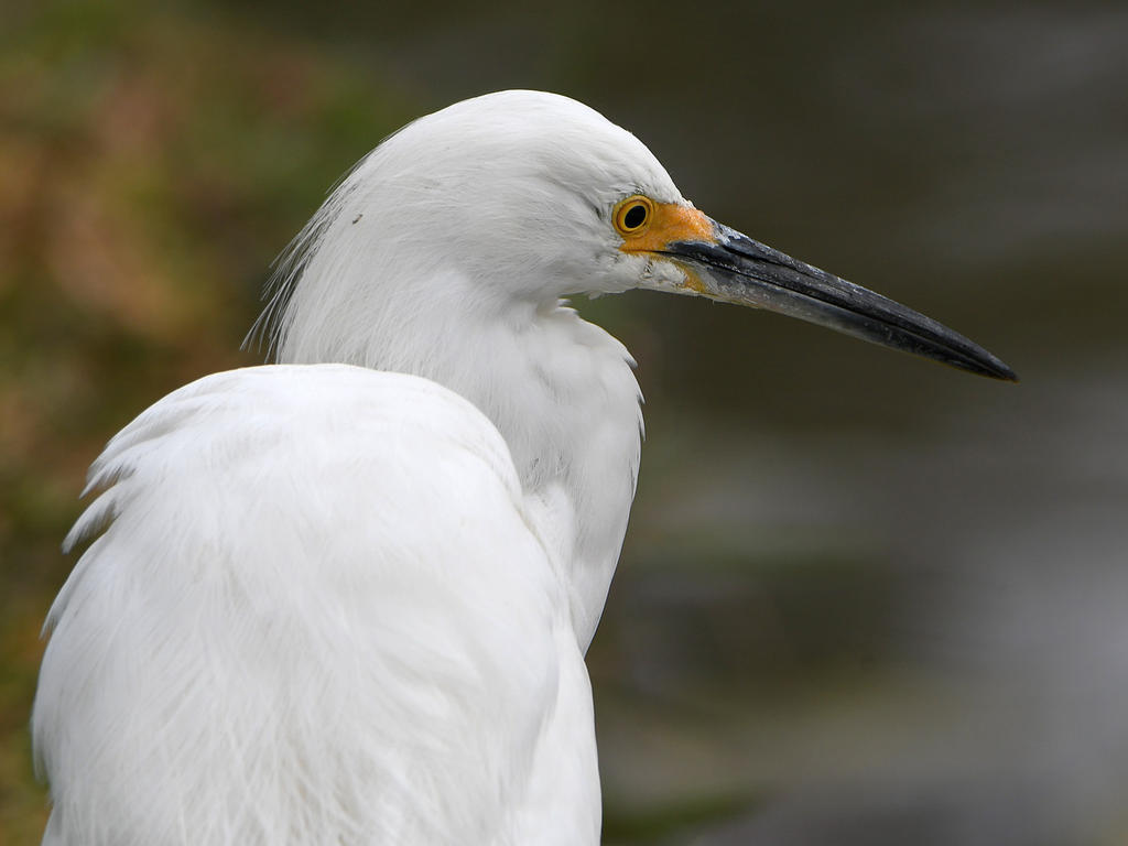 Egret.jpg