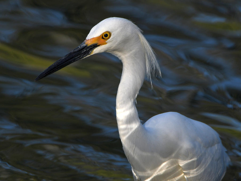 Egret.jpg