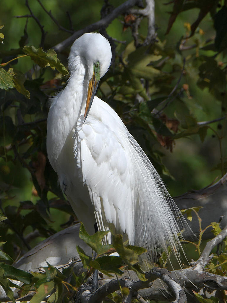 Egret.jpg