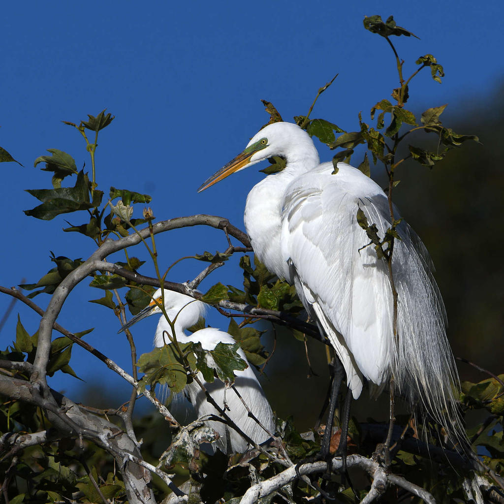 Egret.jpg