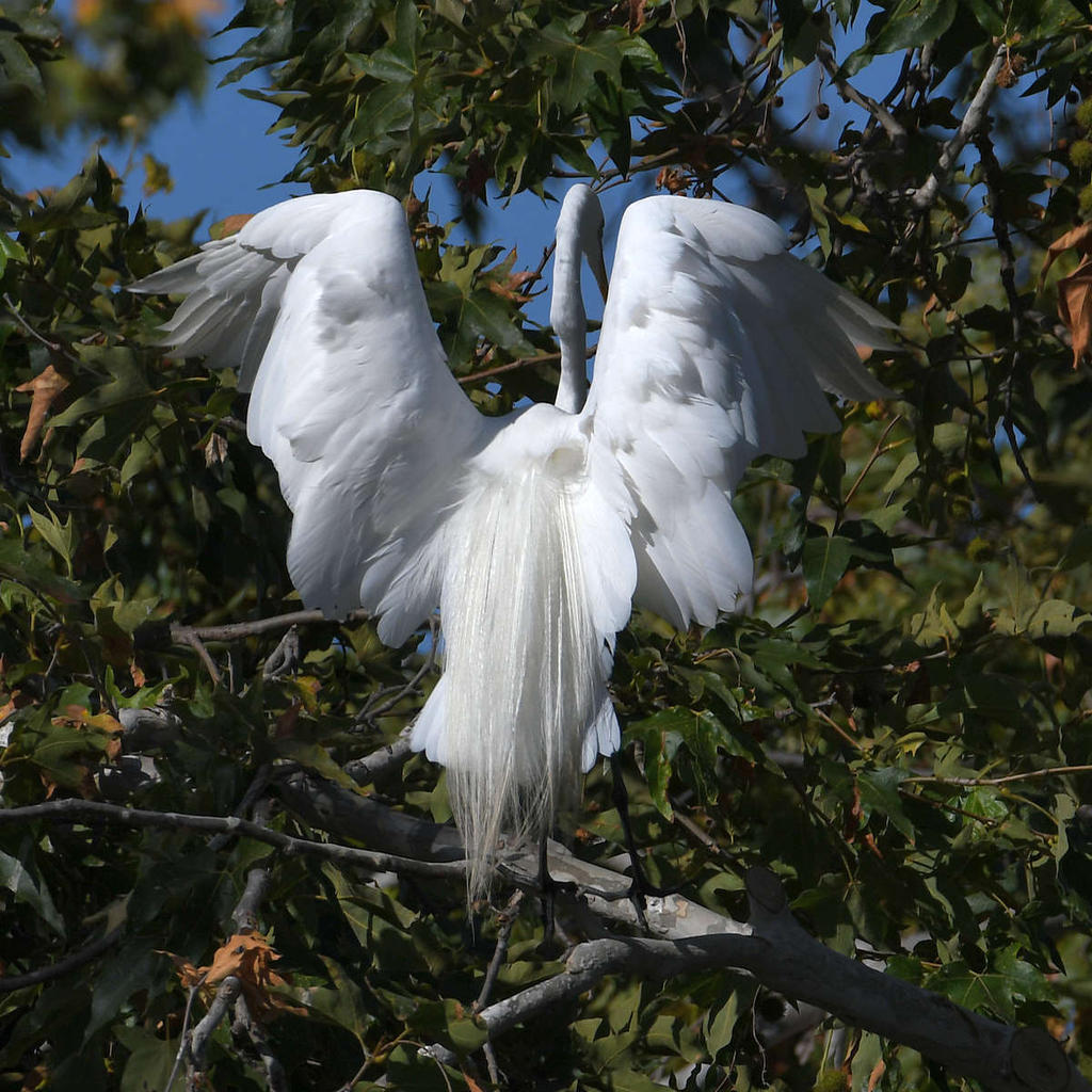Egret.jpg