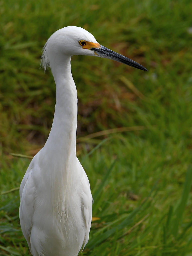 Egret.jpg