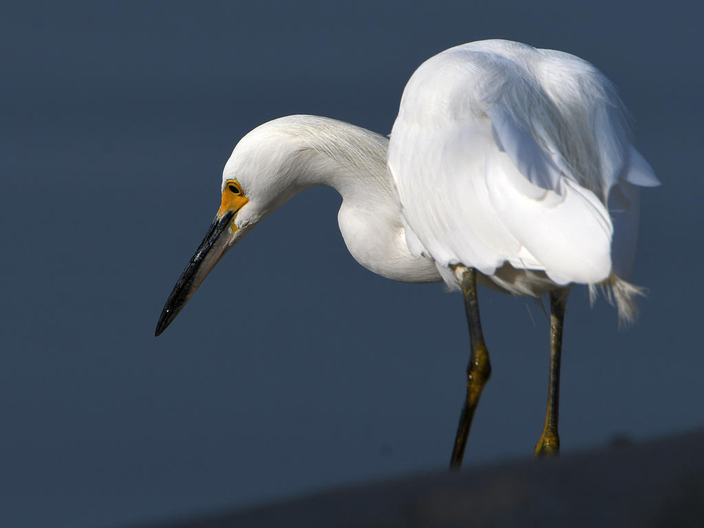 Egret.jpg