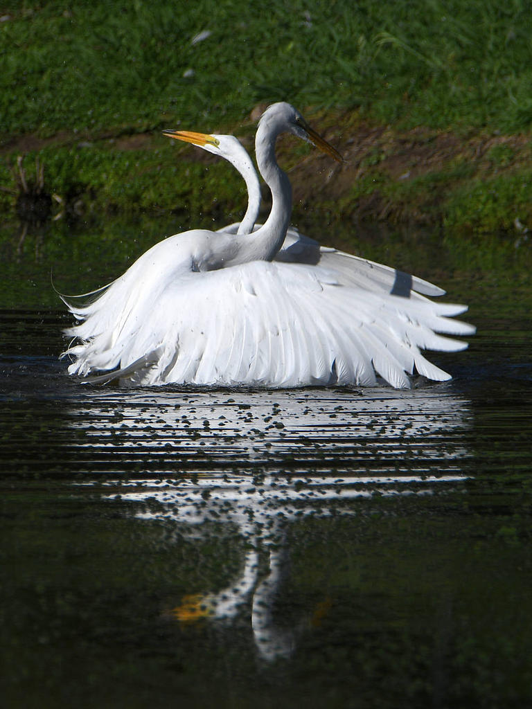 Egret.jpg