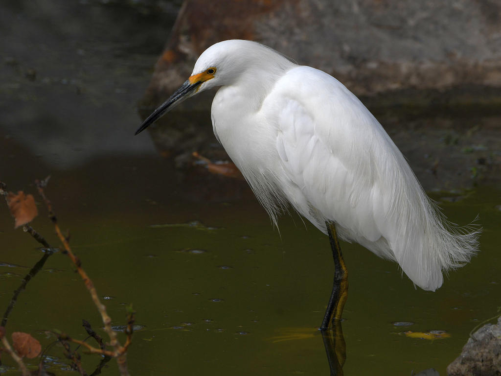 Egret.jpg
