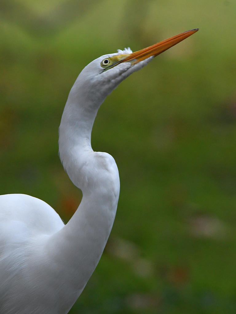 Egret.jpg
