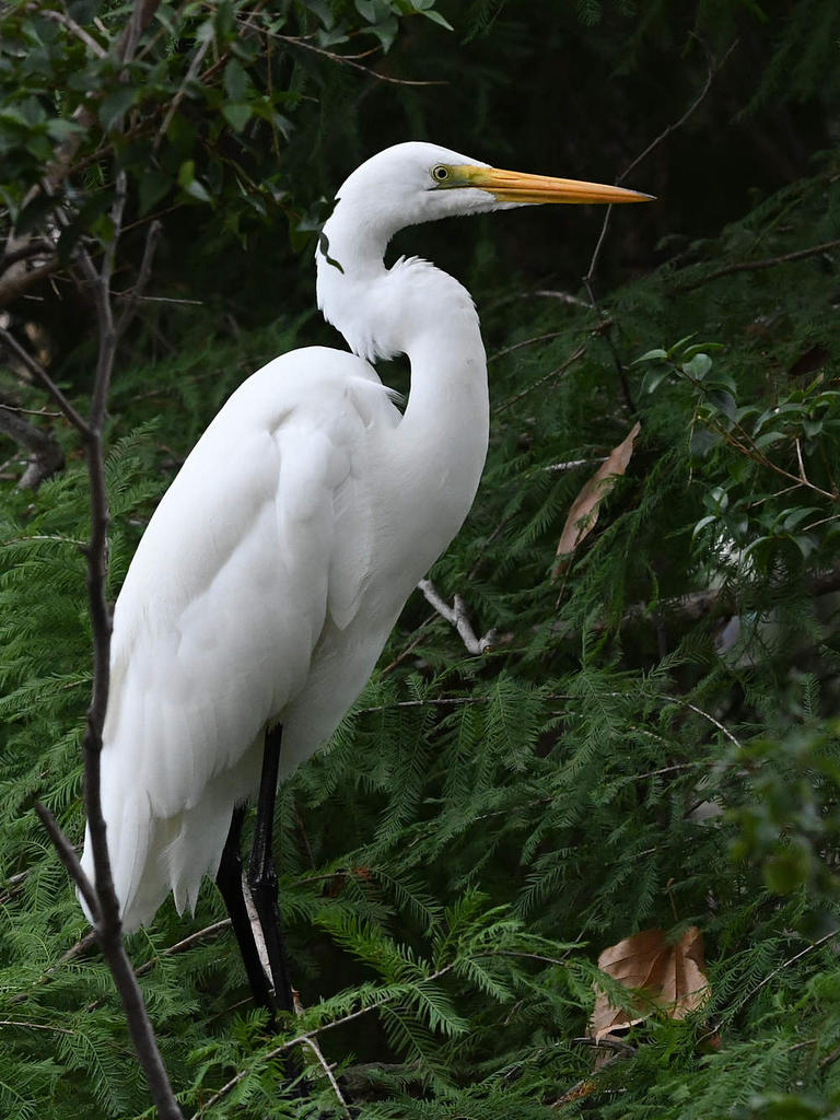 Egret.jpg