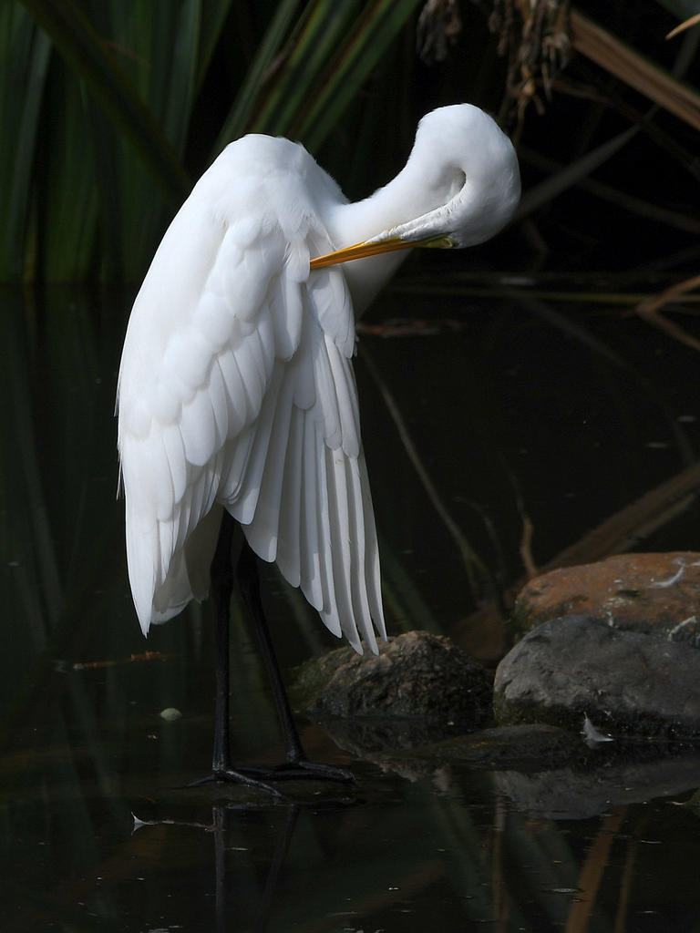Egret.jpg