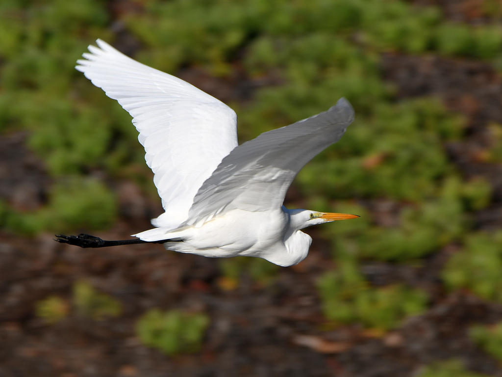 Egret.jpg