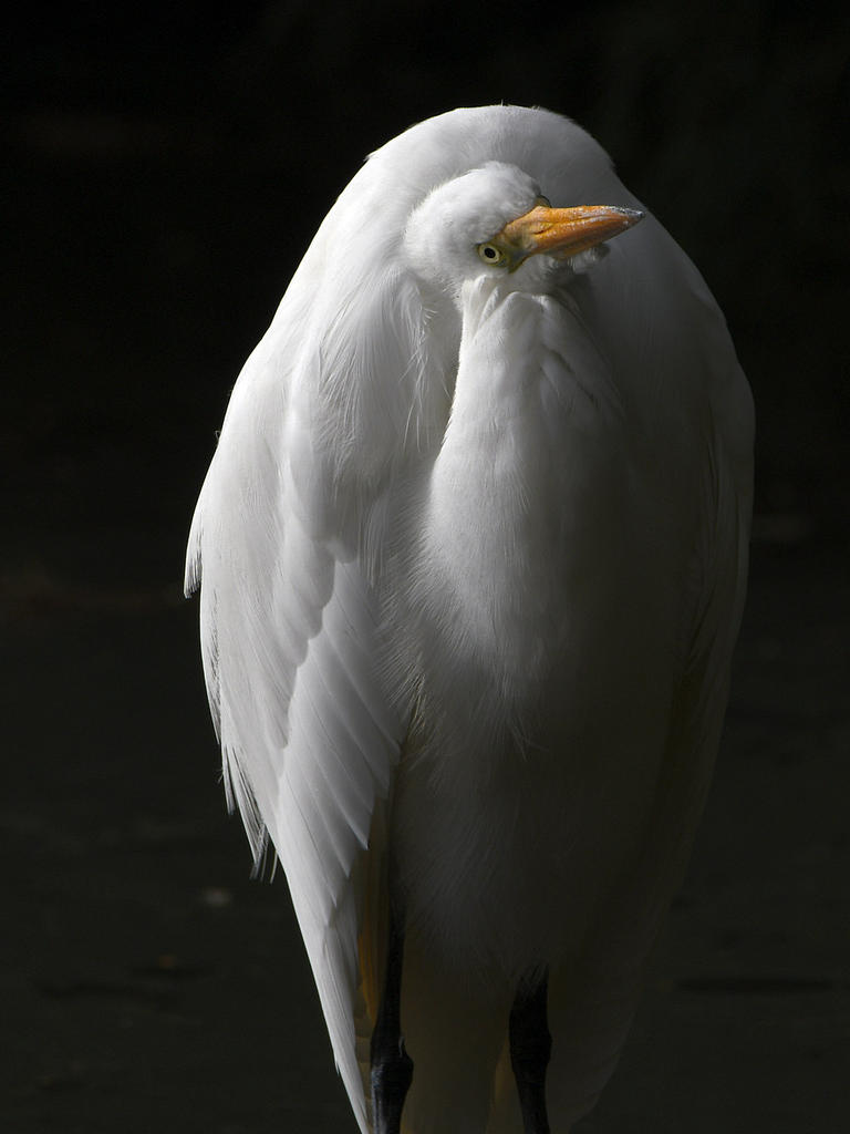 Egret.jpg
