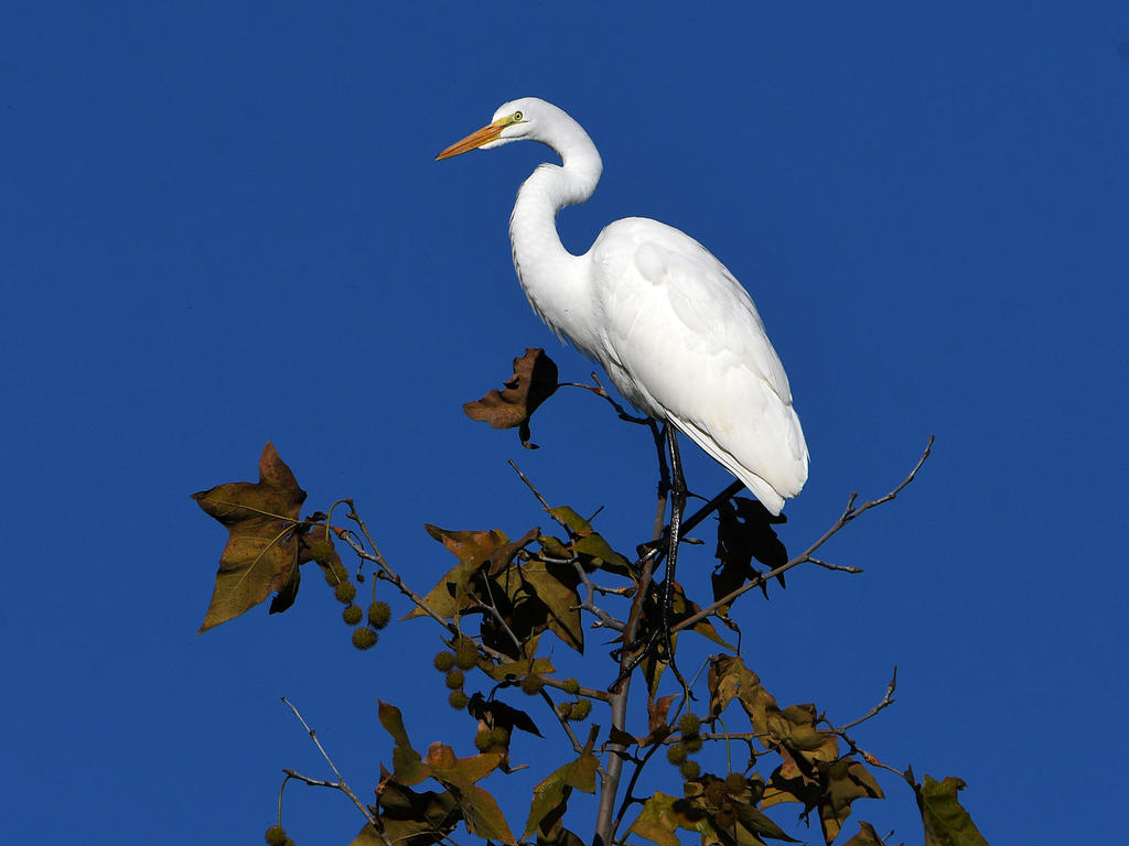 Egret.jpg