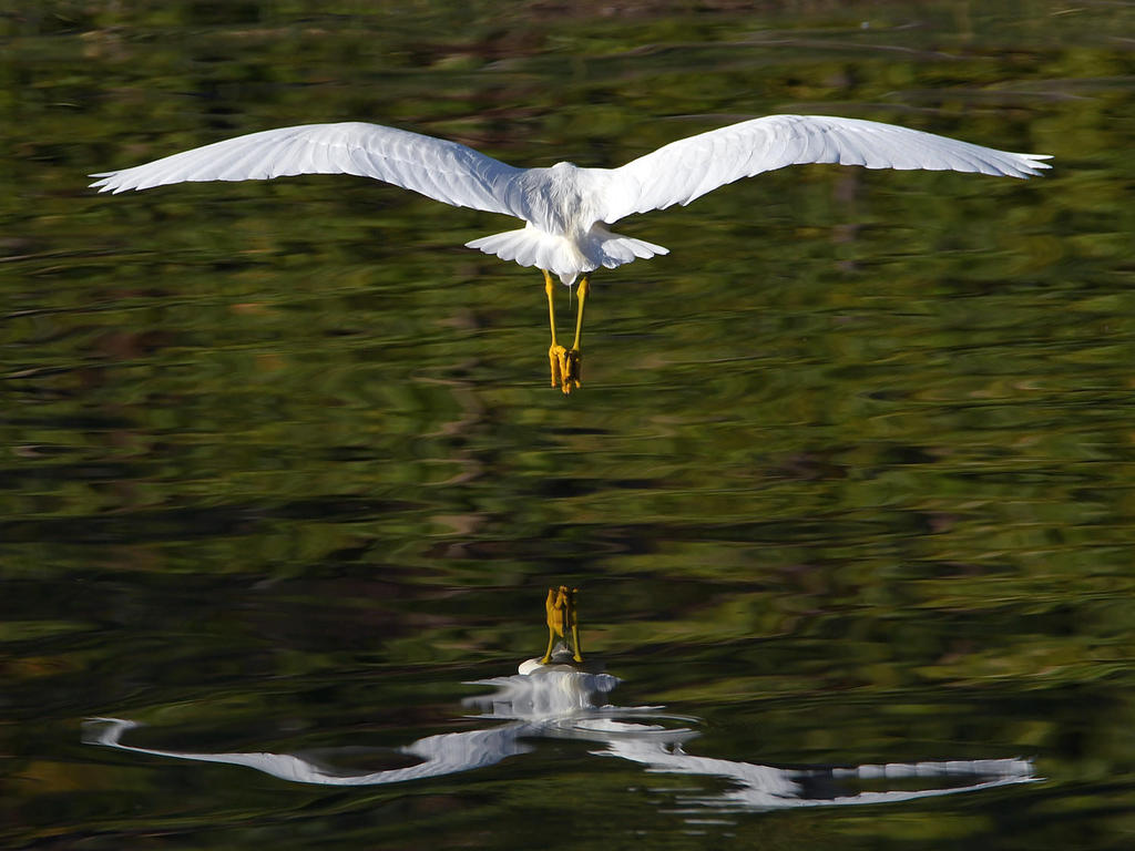 Egret.jpg
