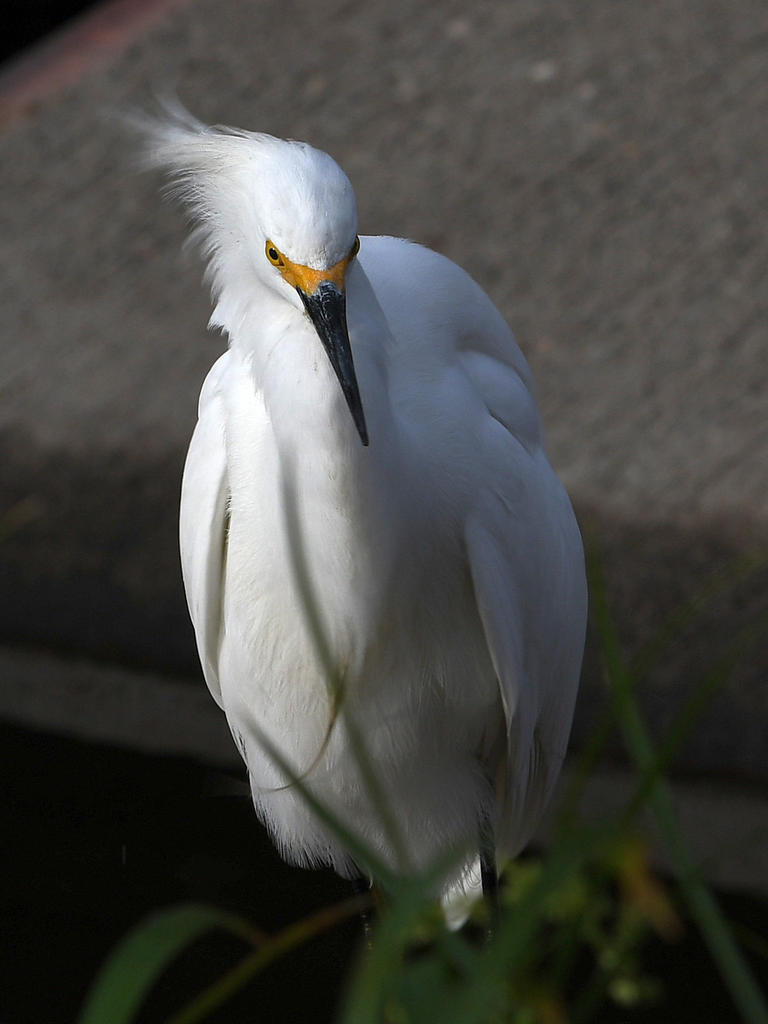 Egret.jpg