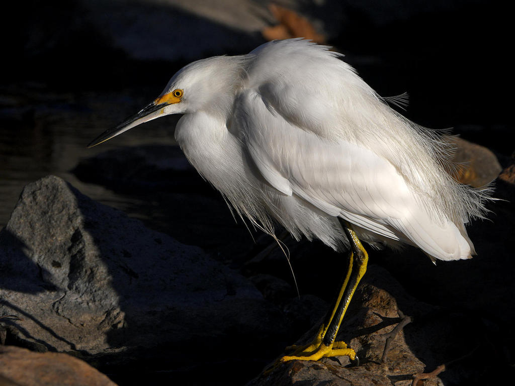 Egret.jpg