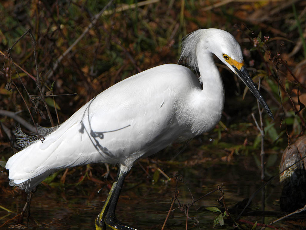 Egret.jpg
