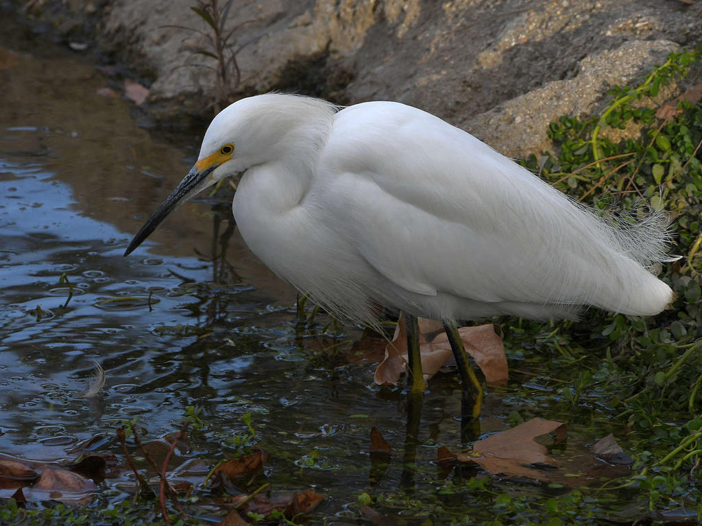 Egret.jpg