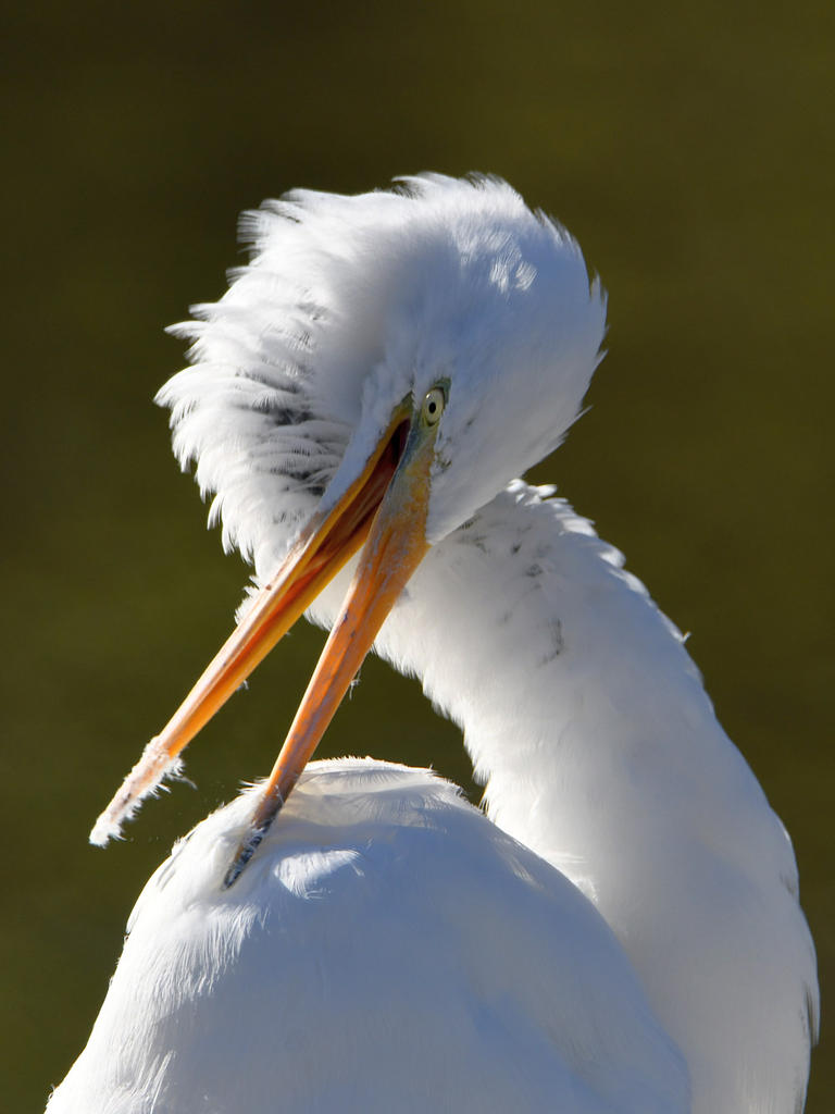 Egret.jpg