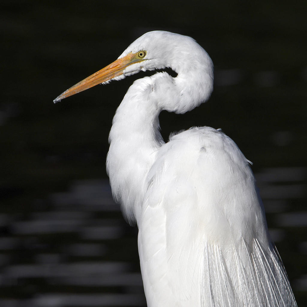 Egret.jpg