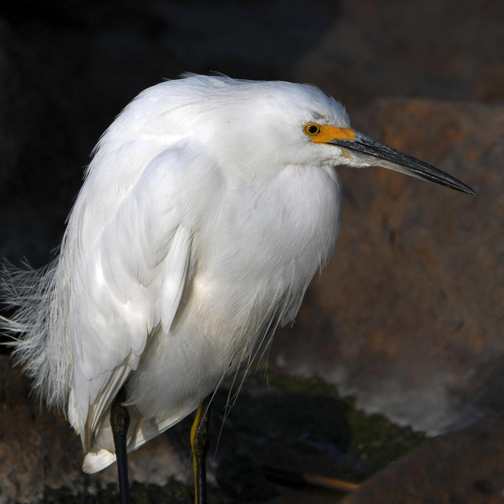 Egret.jpg