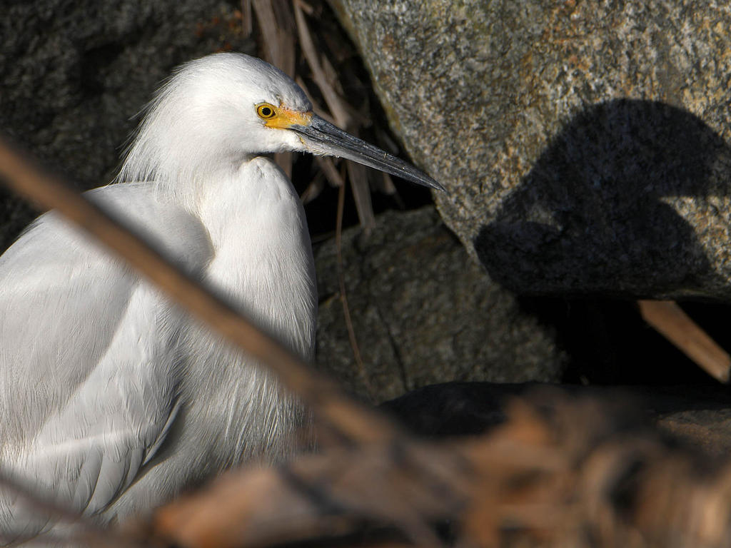 Egret.jpg