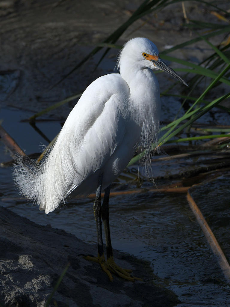Egret.jpg