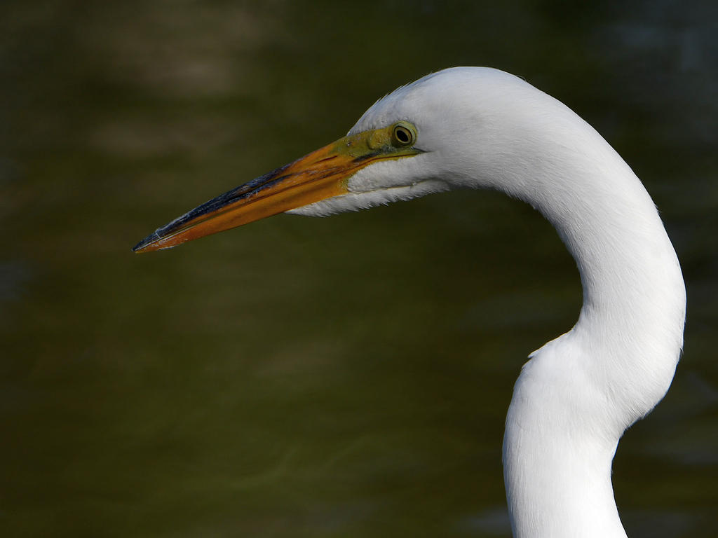Egret.jpg