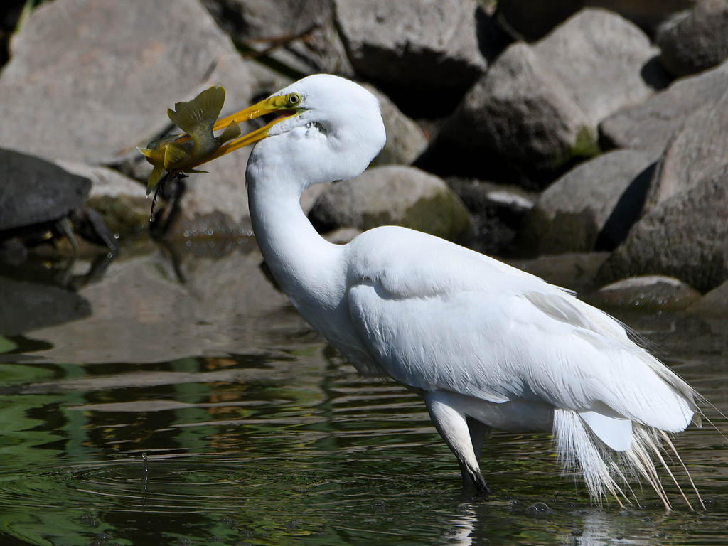 Egret.jpg