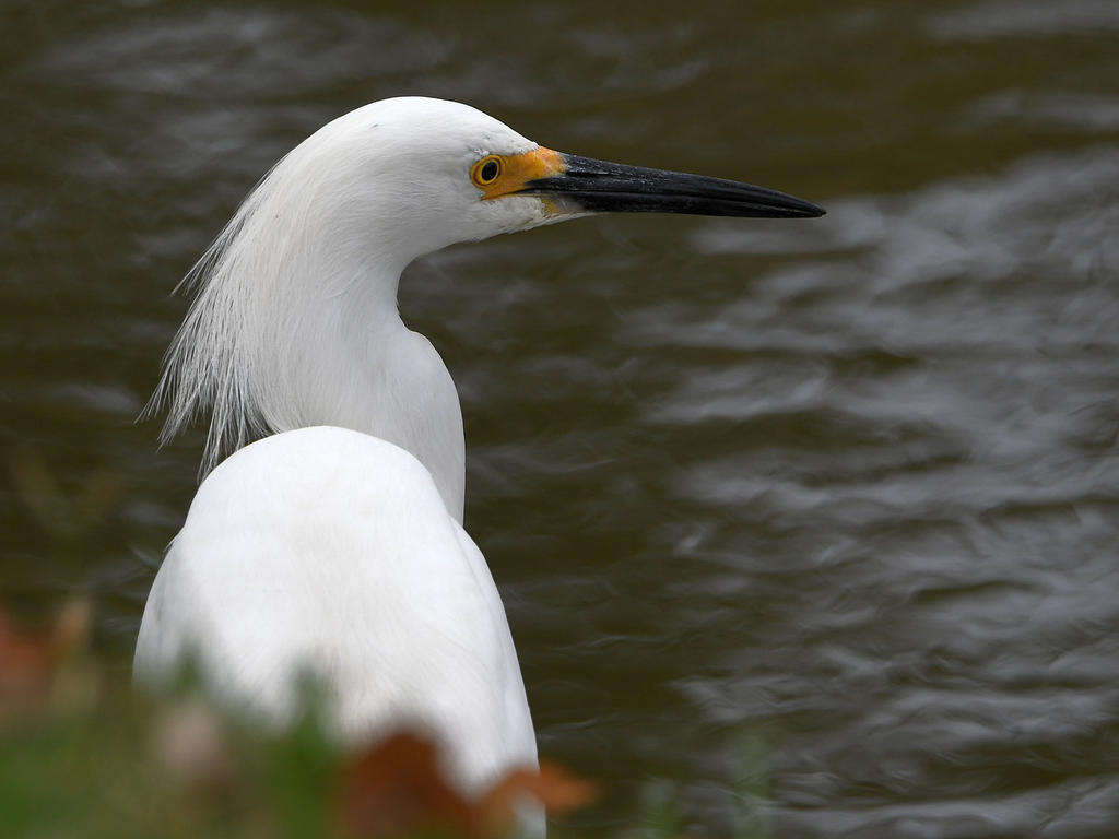 Egret.jpg