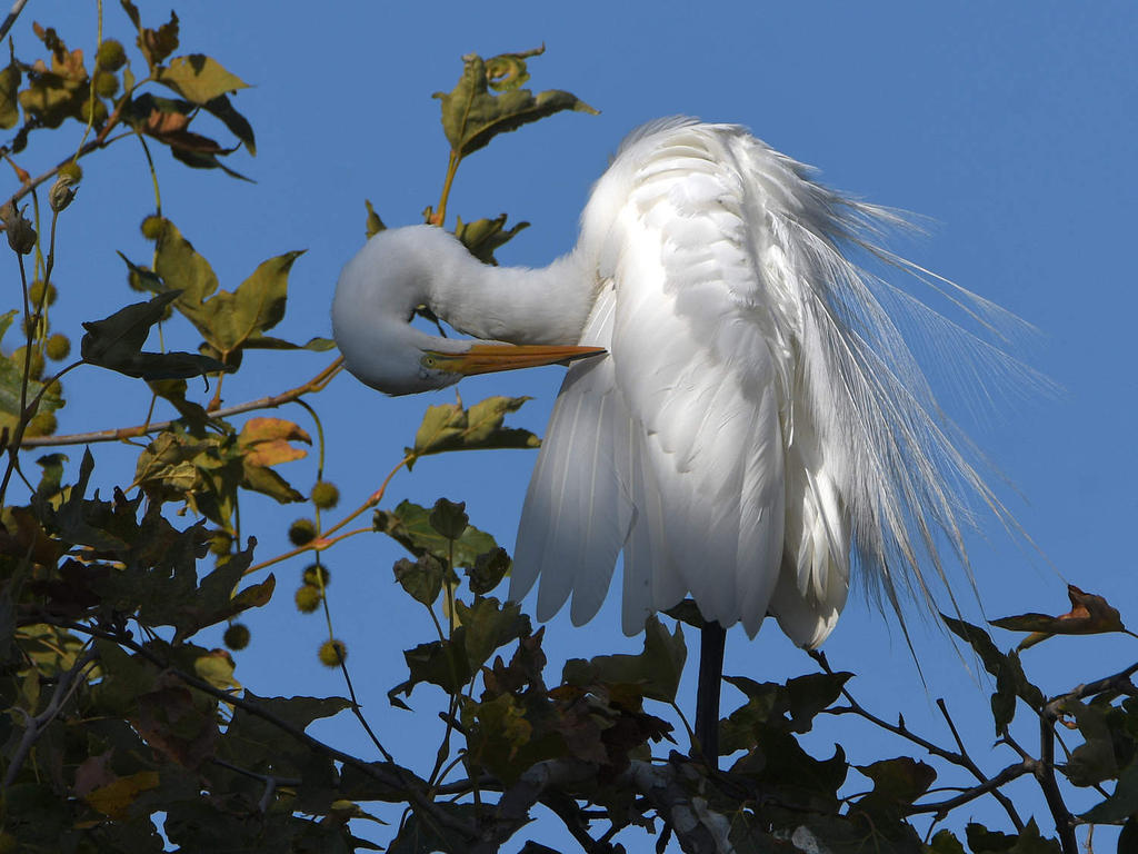 Egret.jpg