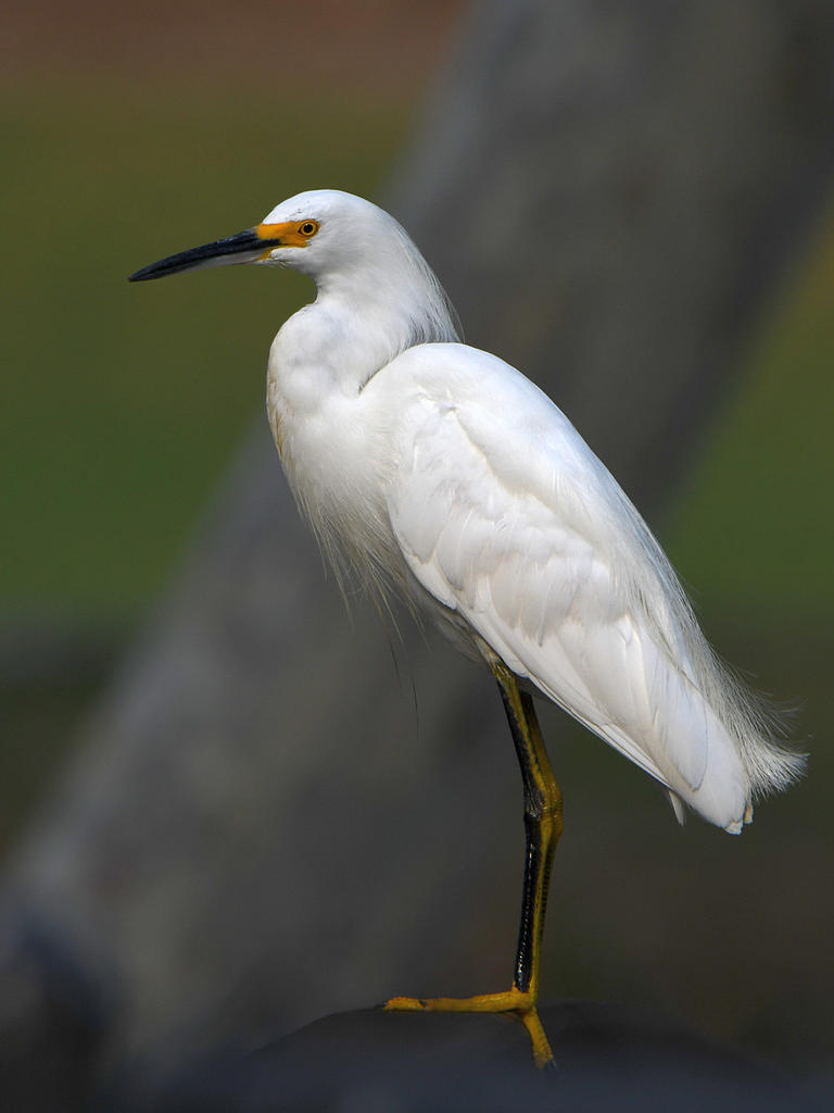 Egret.jpg