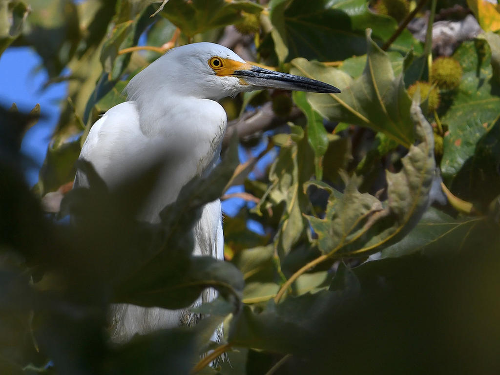 Egret.jpg