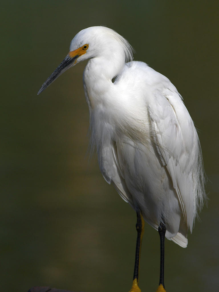 Egret.jpg