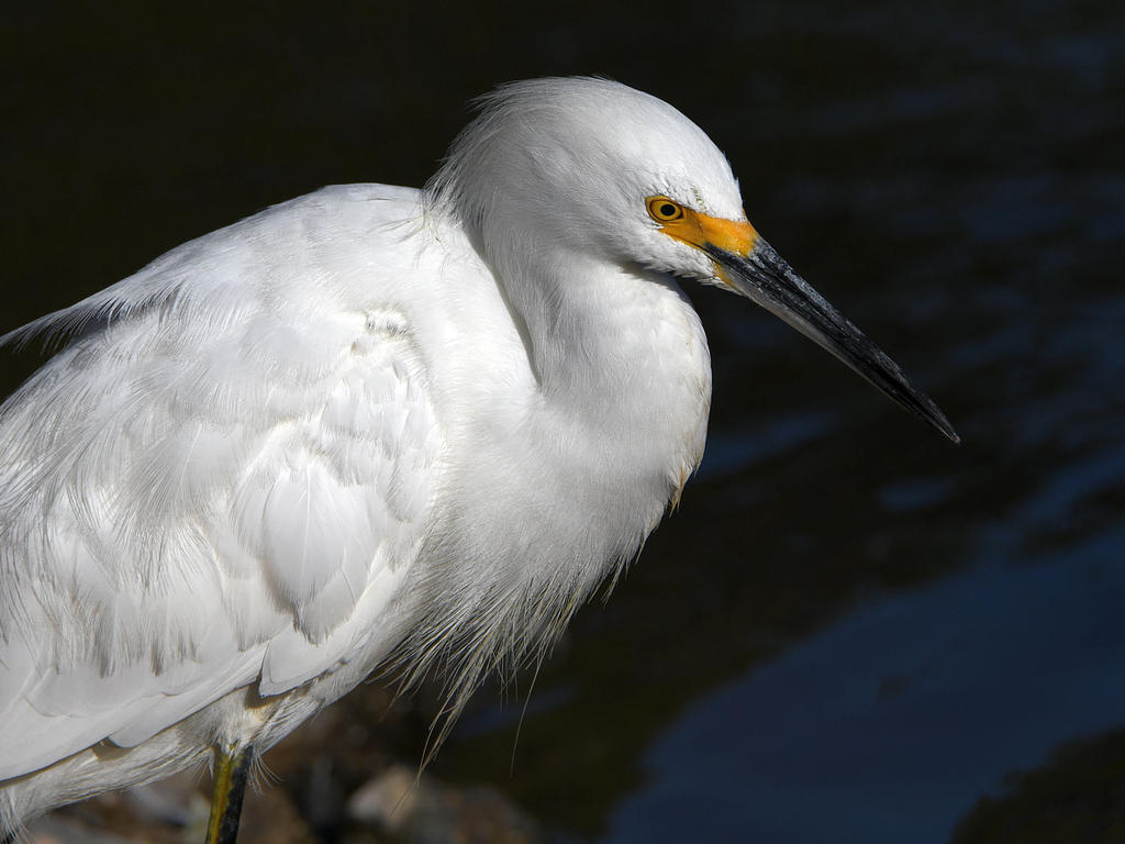 Egret.jpg
