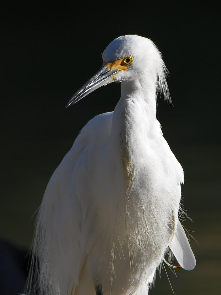 Egret.jpg
