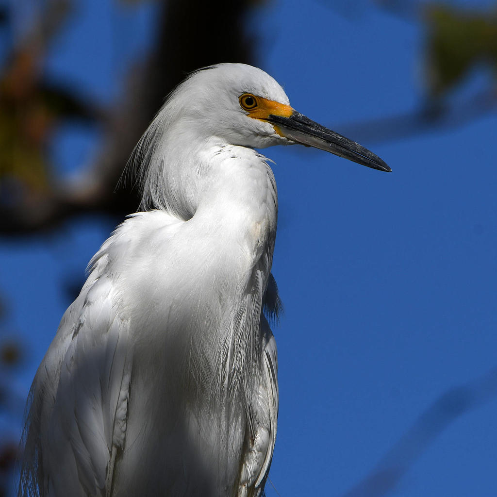 Egret.jpg