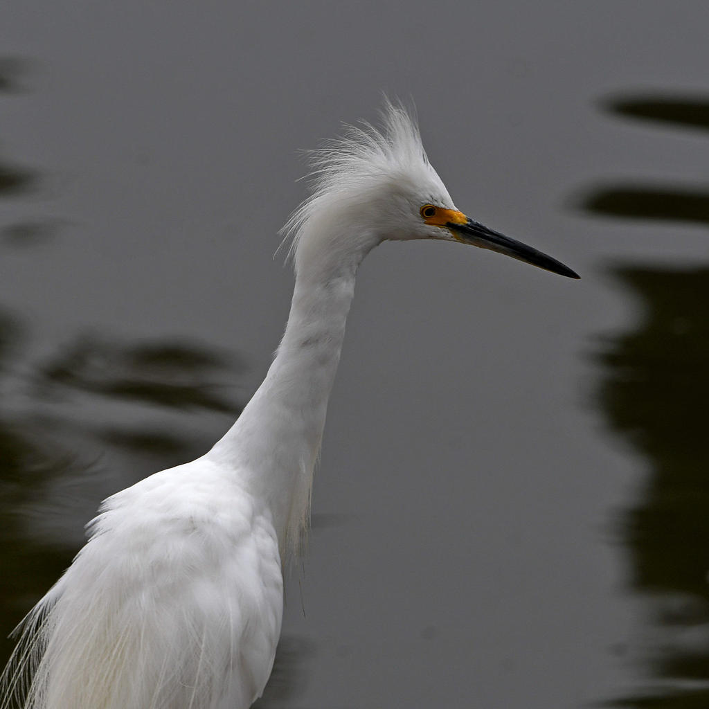 Egret.jpg