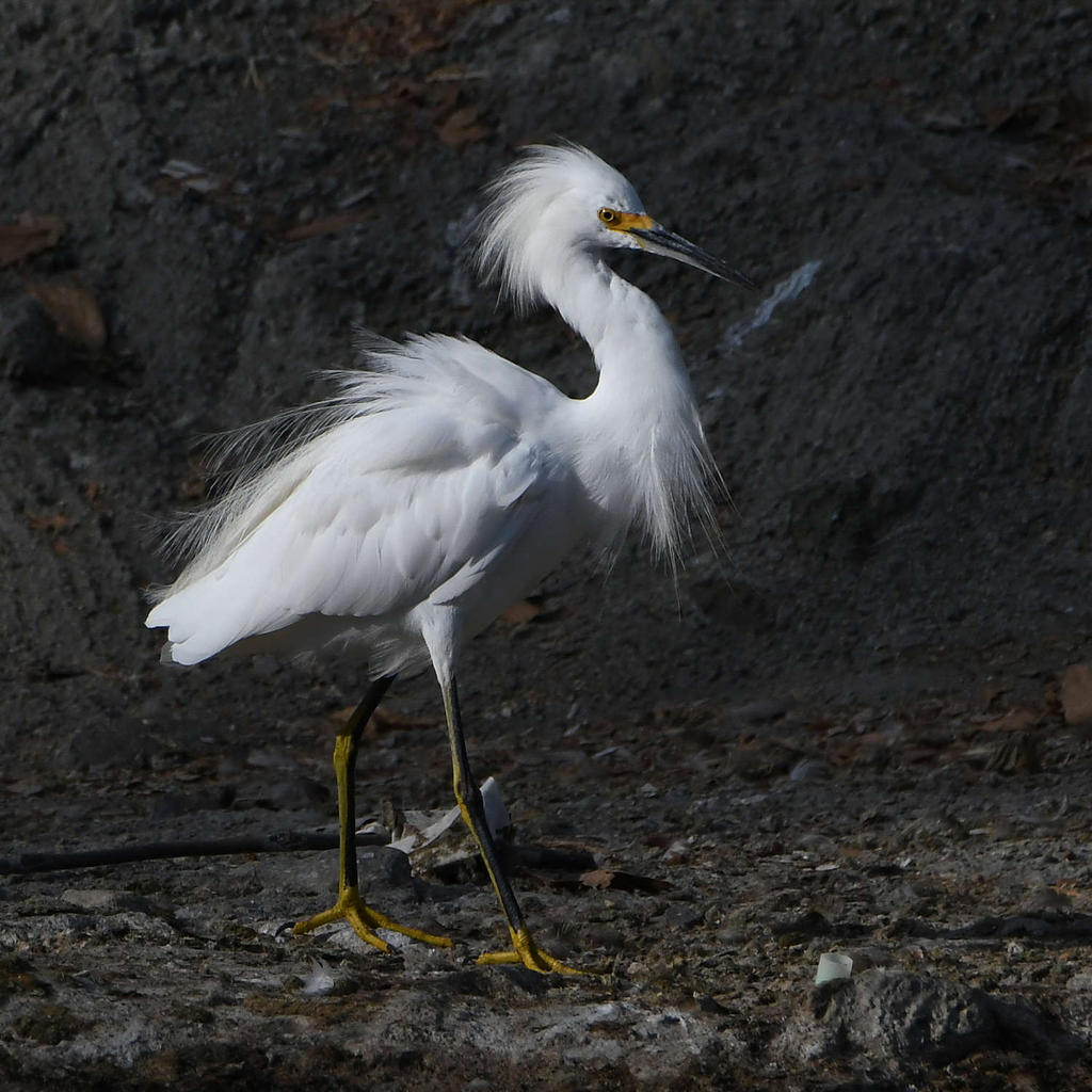 Egret.jpg