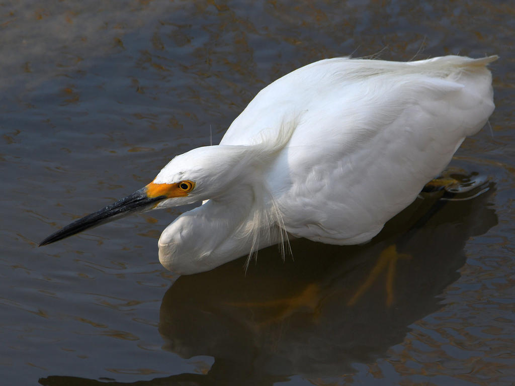 Egret.jpg