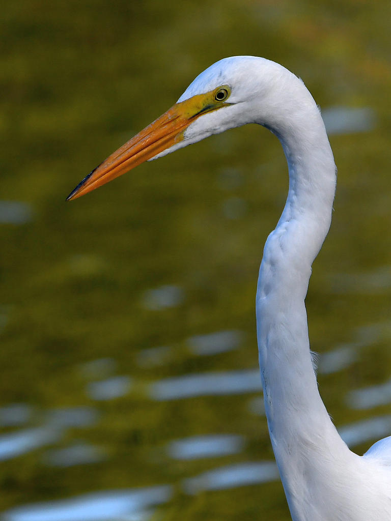 Egret.jpg