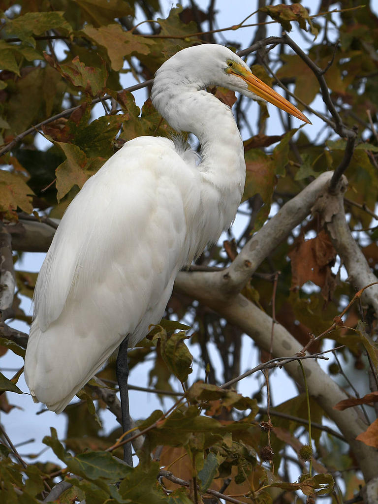 Egret.jpg