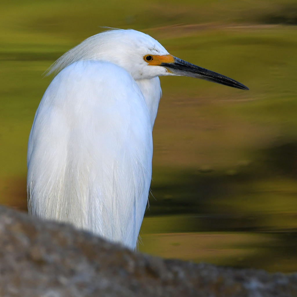Egret.jpg